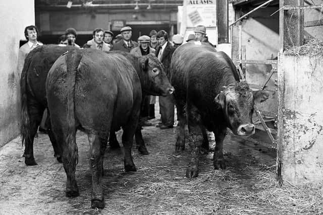 Pictured at the sale of fatstock at the Belfast Christmas show and sale at Allam’s Mart, Belfast, in December 1981, are some of the best Limousin steers which were exhibited by Mr Andy Jackson of Crossgar. Picture: Farming Life archives/Darryl Armitage