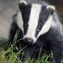 Plans to implement a cull of badgers as part of a strategy for eradicating bovine tuberculosis in Northern Ireland are to be quashed