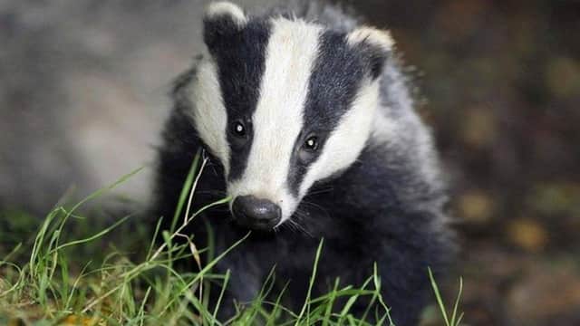 Plans to implement a cull of badgers as part of a strategy for eradicating bovine tuberculosis in Northern Ireland are to be quashed