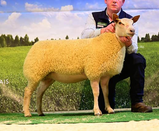 Selling at 1500gns was a ewe lamb from the Iskeymeadow flock of the Powell family. Buyer here was Sam Rankin, Castlederg, Co Tyrone.