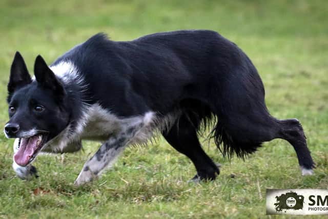 Kevin Evans £12,200 top price Skipton dog Cefneithin Gyp. (Pic: SMH Photography)