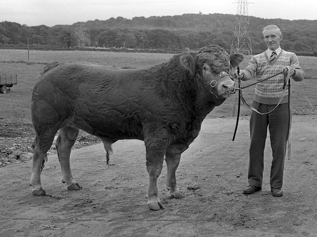 Pictured in October 1981 is Joe Porter, stockman, with one of the Limousin bulls of Mr Michael McGlade, Woodside Herd, Crawfordsburn Road, Newtownards, which was destined for the Limousin World Congress show and sale at Stoneleigh. Picture: Farming Life archives/Darryl Armitage