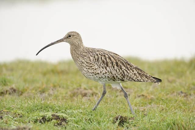 Curlew (Numenius arquata)