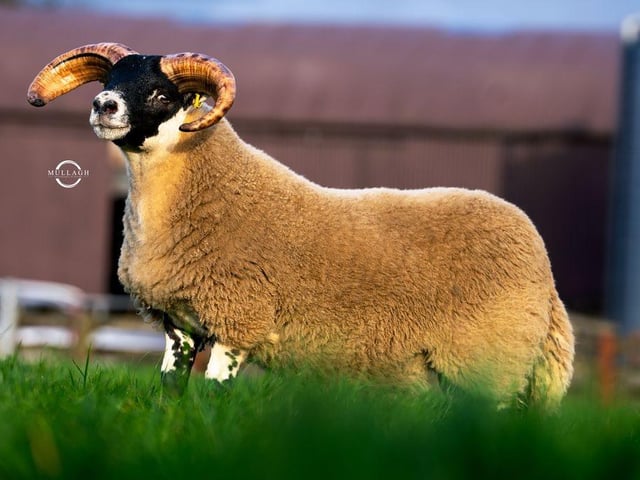 12,000gns from V & P Fullerton