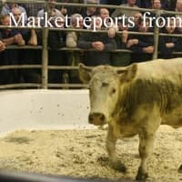 Another strong trade for cattle this week at Lisahally Mart