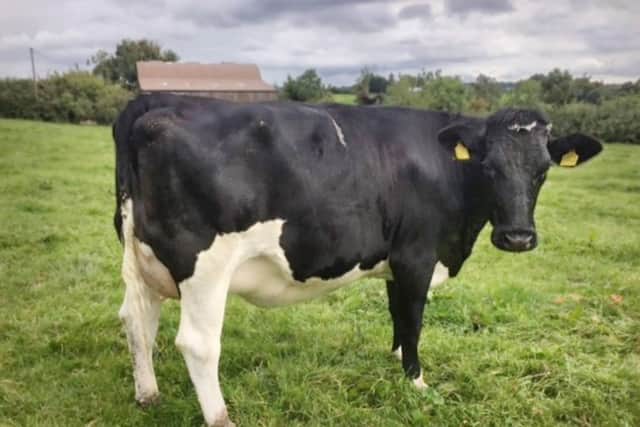 The Trimble herd is a mixture of pure British Friesian and British Friesian cross Holstein.
