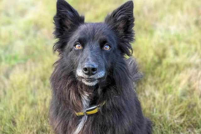 Molly is an eight-year-old Border Collie cross who is super smart. (Pic: Dogs Trust)
