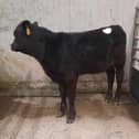 At the drop calf sale held at Downpatrick Mart on Saturday 10th February 2024, a Portaferry farmer topped the drop calf category on the day with lot 609, an Aberdeen Angus bull calf at 154kg which sold for £510. Picture: Downpatrick Mart