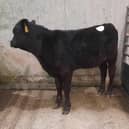 At the drop calf sale held at Downpatrick Mart on Saturday 10th February 2024, a Portaferry farmer topped the drop calf category on the day with lot 609, an Aberdeen Angus bull calf at 154kg which sold for £510. Picture: Downpatrick Mart