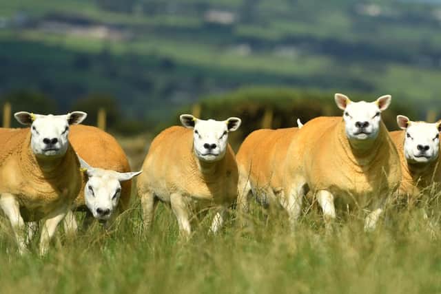 John Foster is to disperse his noted Springhill Texel Flock on Friday evening 15th September at Beatties Pedigree Centre. (Pic: Alfie Shaw)