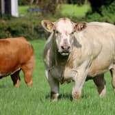 Charlie & Martin Tumilty's in calf heifer sale is set to take place on Thursday evening 26th October at Markethill Mart. 55 choice in calf commercial heifers are catalogued for the sale, with 40 of these carrying heifer calves.