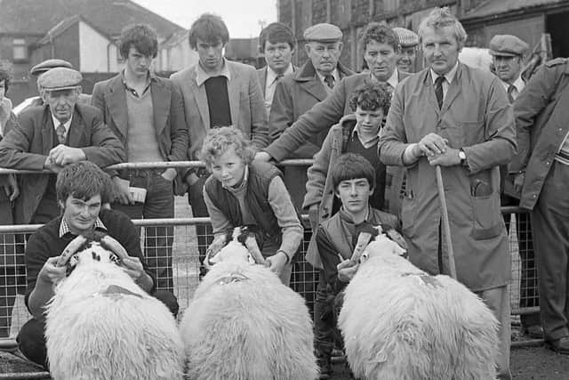 The first prize group of three Blackface ram lambs exhibited by James Armstrong, right, from Broughshane, Co Antrim, at the breed show and sale at Ballymena in October 1982. Picture: Farming Life/News Letter archives