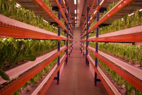 Greens on multi-tier growing racks at a Dubai vertical farm