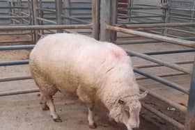 At the sheep sale held at Downpatrick Mart on Saturday 13th April 2024, a Downpatrick farmer topped the fat ram category on the day with lot 47, a Texel ram weighing 64kg that sold for £268 (418.8p). Picture: Downpatrick Mart