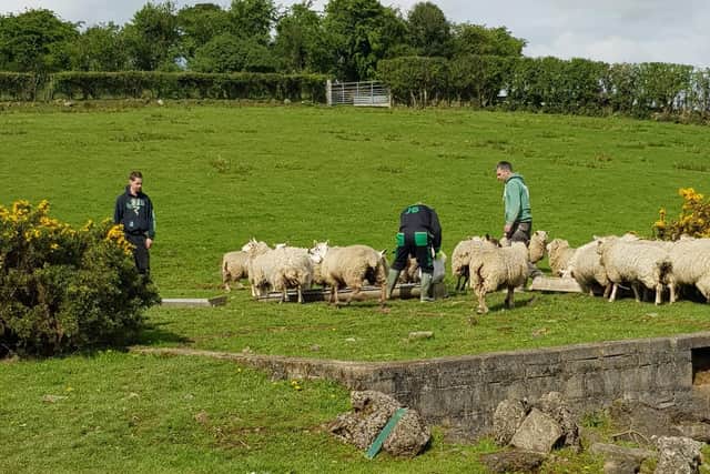 Social farming participants feeding sheep.