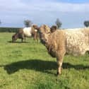 Win a year-old pedigree dun and white heifer. (Pic supplied by Cancer Focus NI)