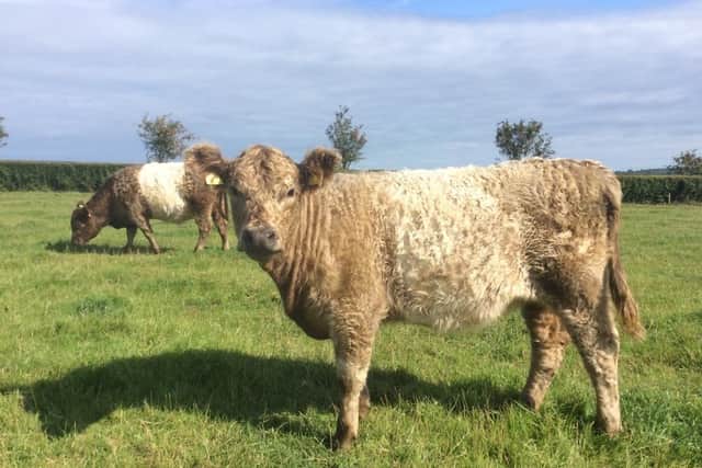 Win a year-old pedigree dun and white heifer. (Pic supplied by Cancer Focus NI)