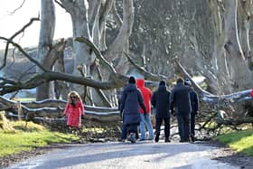 General views of the Dark Hedges in Co Antrim which was battered by Storm Éowyn seeing another four trees ripped out of the ground. Picture: Presseye