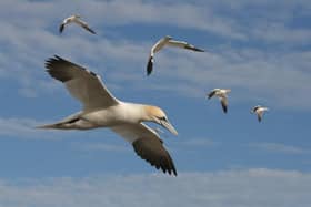 Flying Gannets, Grassholm. Credit: Lisa Morgan