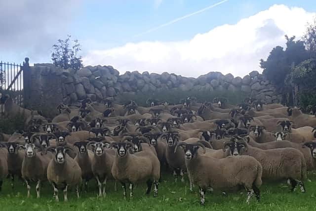 A selection of Blackface aged ewes ready for the sale.