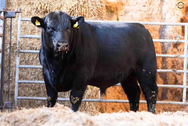 The Loughans herd sale is offering 14 pedigree Aberdeen Angus bulls