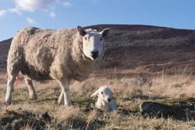 With scanning results looking good this year on many of Scotland’s sheep farms, nutrition expert, Calum Littlejohn of East Coast Viners, is urging farmers to focus on quality feeding over the next few weeks to maximise healthy and straight forward lambing