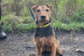 Cuan is a five-year-old Lakeland Terrier cross. (Pic: Dogs Trust)