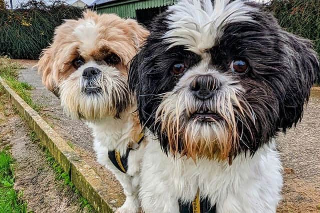 Coco (female) and Truffle (male) are a sweet pair of Shih Tzus who are best buddies.