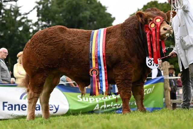 Supreme overall champion at the NI Limousin Club’s National Show was Jalex Transform bred by James Alexander, Randalstown. Picture: Kathryn Shaw, Agri-Images
