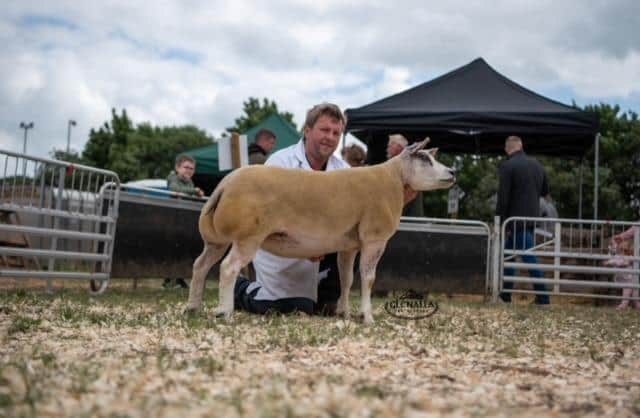 The Irish Beltex National Show Champion was a shearling ewe, Matt’s Hazelnut, owned by Matthew Burleigh, Kinawley. She was also Female Champion.