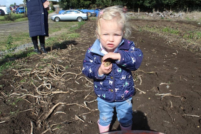Little Olivia Ward enjoyed helping with the gathering of potatoes at Ballyward last Saturday