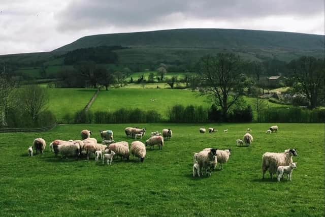 Farm animals in Northern Ireland worth an estimated £218,000 were severely injured or killed in dog attacks in 2024, up 48% on 2023 (£147,000), latest figures from NFU Mutual reveal