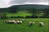 Farm animals in Northern Ireland worth an estimated £218,000 were severely injured or killed in dog attacks in 2024, up 48% on 2023 (£147,000), latest figures from NFU Mutual reveal