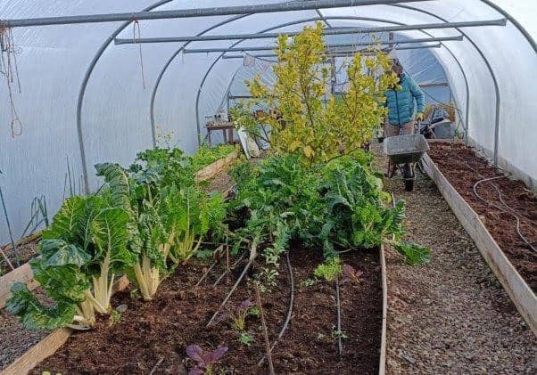 Growing food with BCW Training. Picture: Countryside Fund