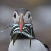 Conservationists and wildlife enthusiasts alike are welcoming the return of Puffins to UK shores with cause for new hope as the permanent closure of Sandeel fishing in the English North Sea and all Scottish waters takes effect. Picture: Chrys Mellor/RSPB