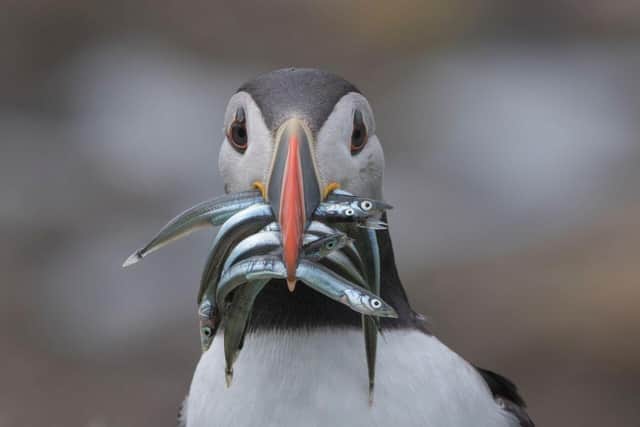 Conservationists and wildlife enthusiasts alike are welcoming the return of Puffins to UK shores with cause for new hope as the permanent closure of Sandeel fishing in the English North Sea and all Scottish waters takes effect. Picture: Chrys Mellor/RSPB