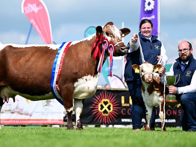 Supreme Irish Moiled Breed Champion 'Beechmount Daisy' exhibited by Ryan & Caroline Maxwell.