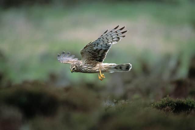 Hen harrier Circus cyaneus, adult female in flight, hunting, Loch Gruinart RSPB reserve, Islay, June 2002. Picture: RSPB