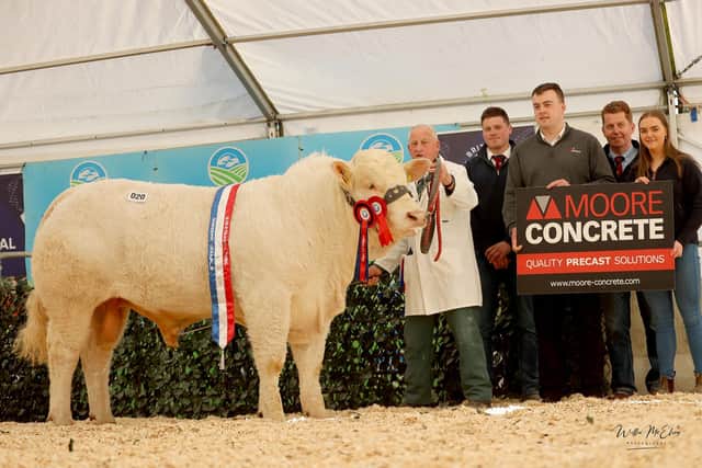 Lot 20 Brogher Ultimate Overall Champion 7000gns