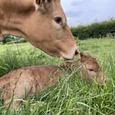 BVD incidence is at the lowest level seen since the start of the compulsory programme