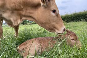 BVD incidence is at the lowest level seen since the start of the compulsory programme