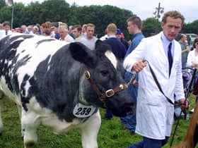 A Belgian Blue exhibitor leaves the ring during the Antrim Show held in July 2002. Picture: News Letter archives/Kevin McAuley