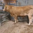 At the cattle sale held at Downpatrick Mart on Monday 8th April 2024, a Downpatrick farmer topped the market on the night with lot 316, a Charolais bullock at 15 months old weighing 666kg which sold for £1,720 (258.3p). Picture: Downpatrick Mart