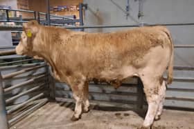 At the cattle sale held at Downpatrick Mart on Monday 8th April 2024, a Downpatrick farmer topped the market on the night with lot 316, a Charolais bullock at 15 months old weighing 666kg which sold for £1,720 (258.3p). Picture: Downpatrick Mart