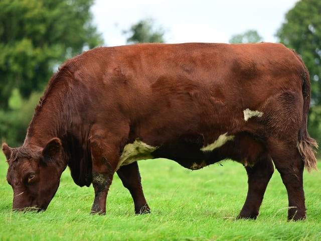 The foundation Cherry family has been hugely successful at Glebefarm, this is a unique opportunity to tap into this family with Cherry 4th EX included in the sale