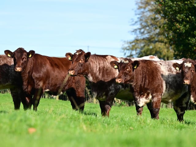 The Glebefarm heifers which are going under the hammer this weekend in their first online sale. Bidding closes Monday evening 2nd November from 7pm.