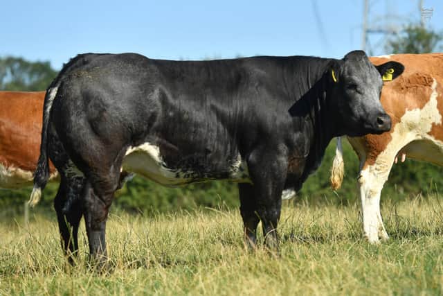 There are 120 in calf commercial heifers catalogued in the Jalex Select Sale which takes place on Saturday 22nd October at 88 Gloverstown Road, Randalstown.