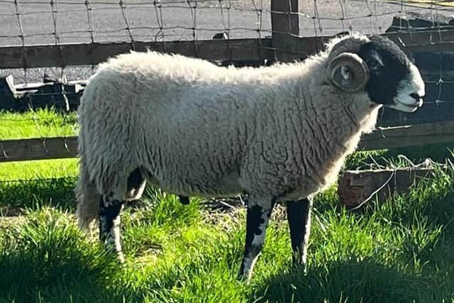 John's ewes displaying the better characteristics of the Swaledale breed are put with Swaledale rams all imported from England. (Pic: John Blaney)