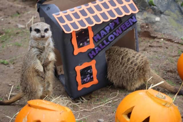 The meerkats enjoyed their pumpkins which were filled with tasty meal worms.