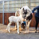 World Horse Welfare’s Norfolk Rescue and Rehoming Centre in Snetterton has not only welcomed its first foal of the year but the birth marks the first born to one of five pregnant mares that were rescued from being smuggled out of the UK and believed to be heading to a European slaughterhouse